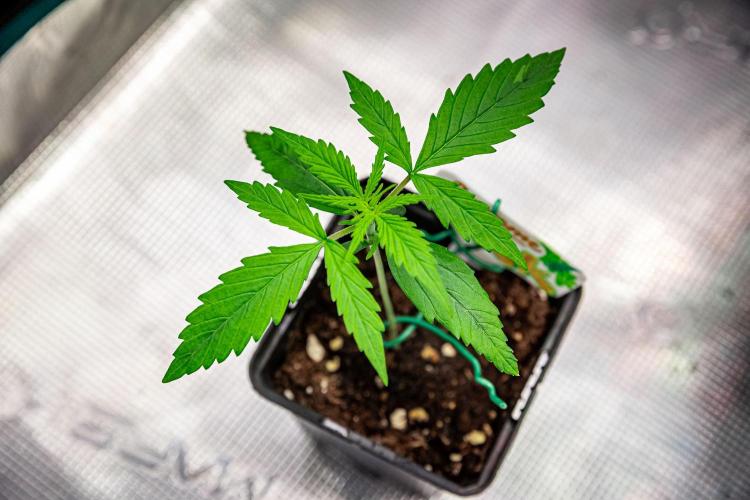 Sensi Supreme Oak Automatic Sensi Seeds. Week 2 - Day 11