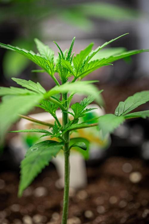 Sensi Supreme Oak Automatic Sensi Seeds. Week 2 - Day 15