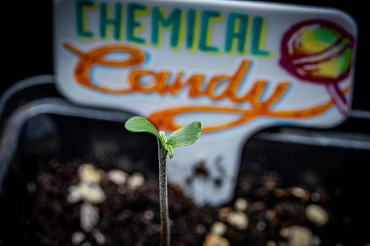 Chemical Candy Green House Seeds. Week 1 - Day 1