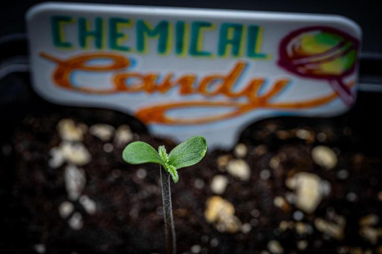 Chemical Candy Green House Seeds. Week 1 - Day 1