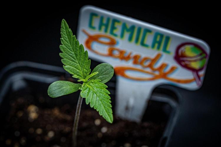 Chemical Candy Green House Seeds. Week 1 - Day 6