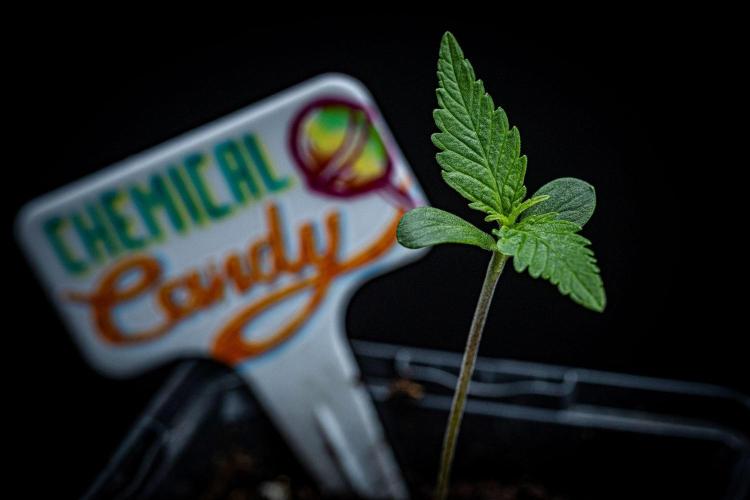 Chemical Candy Green House Seeds. Week 1 - Day 6