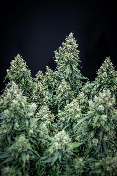 Maui Wowie Autoflower Seeds. Week 12 - Day 84