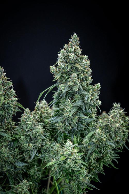 Maui Wowie Autoflower Seeds. Week 12 - Day 84