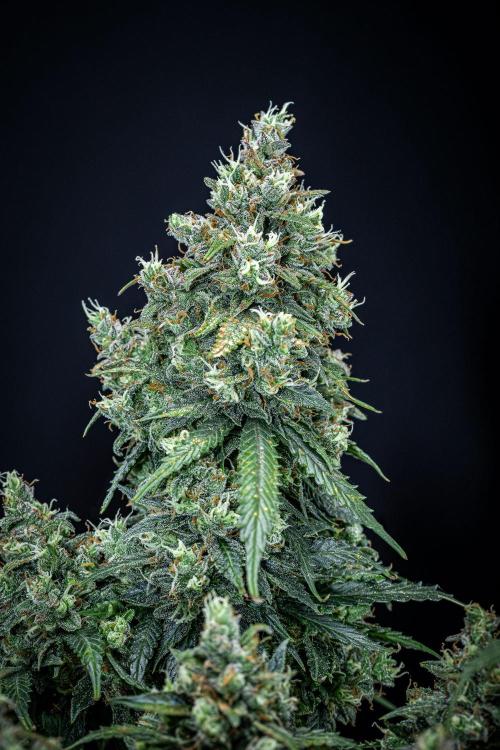 Maui Wowie Autoflower Seeds. Week 12 - Day 84