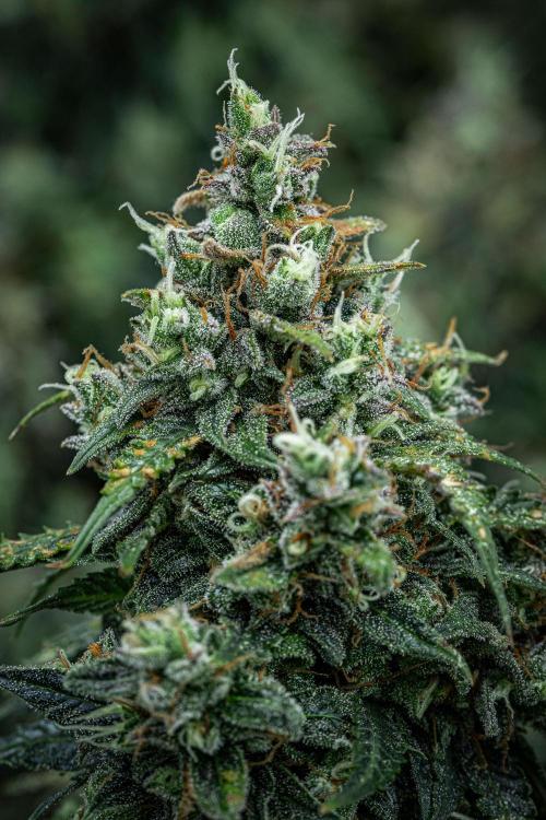 Maui Wowie Autoflower Seeds. Week 12 - Day 84