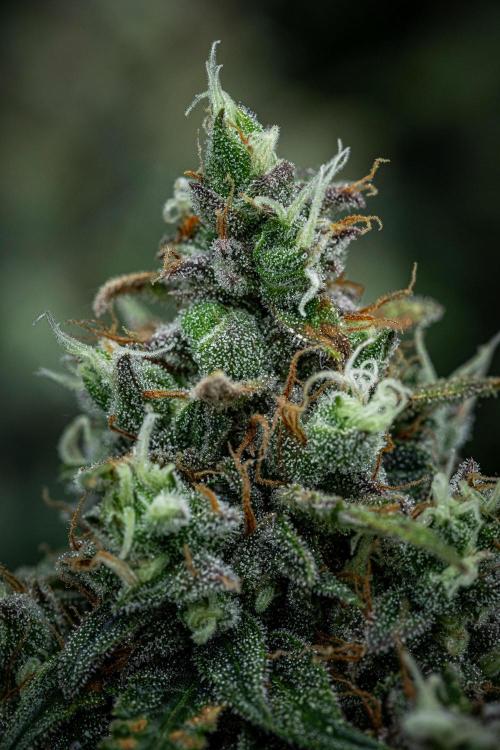 Maui Wowie Autoflower Seeds. Week 12 - Day 84