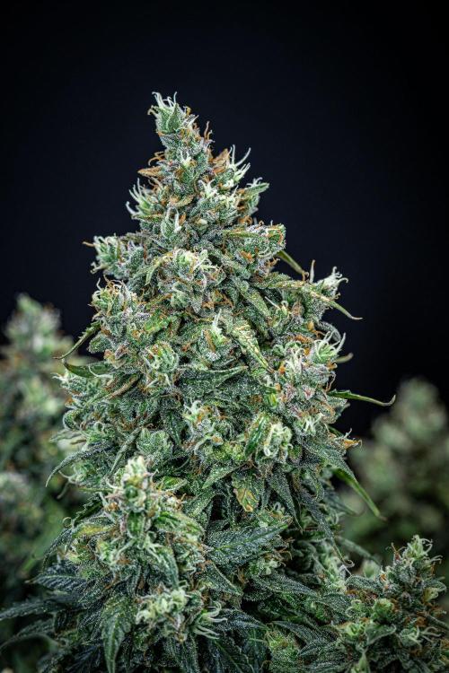 Maui Wowie Autoflower Seeds. Week 12 - Day 84