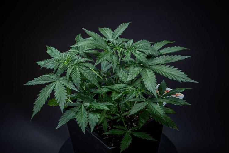 Ghost Train Haze Autoflower Zamnesia. Week 4 - Day 29