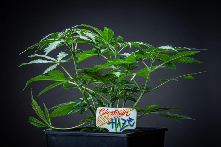 Ghost Train Haze Autoflower Zamnesia. Week 4 - Day 29