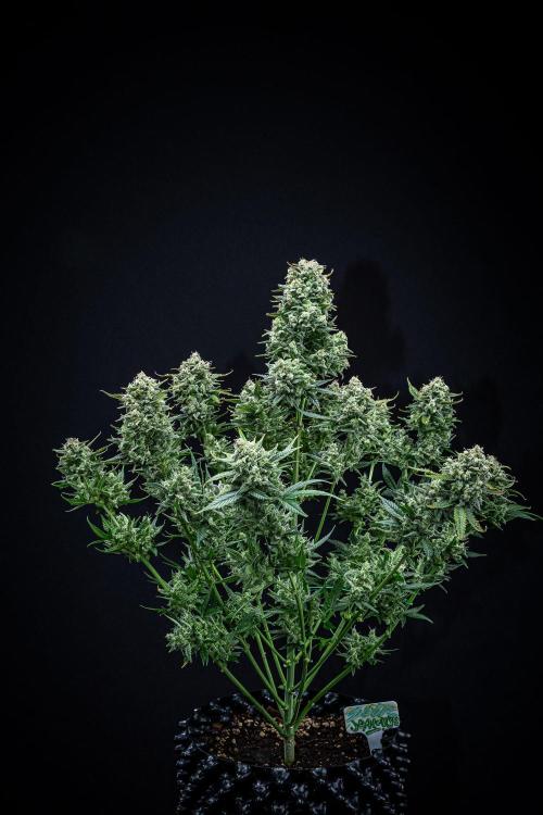 Sour Jealousy Auto Fast buds. Week 11 - Day 76