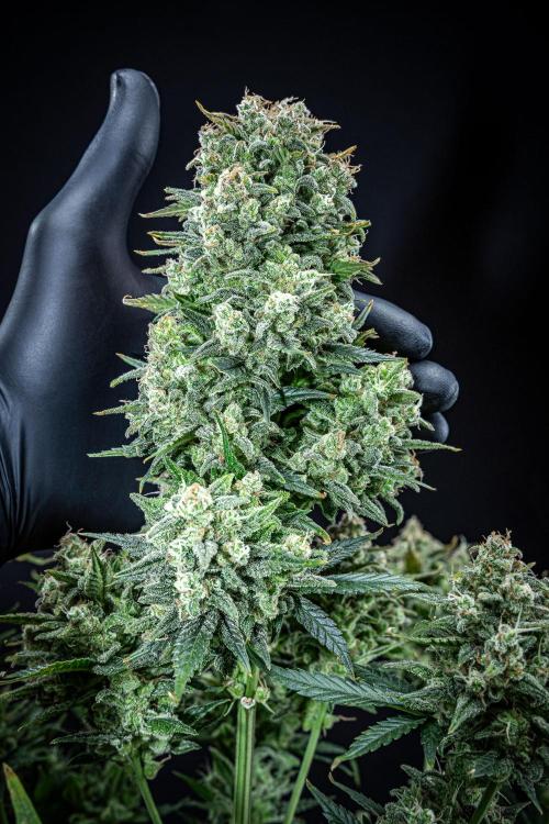 Sour Jealousy Auto Fast buds. Week 11 - Day 76