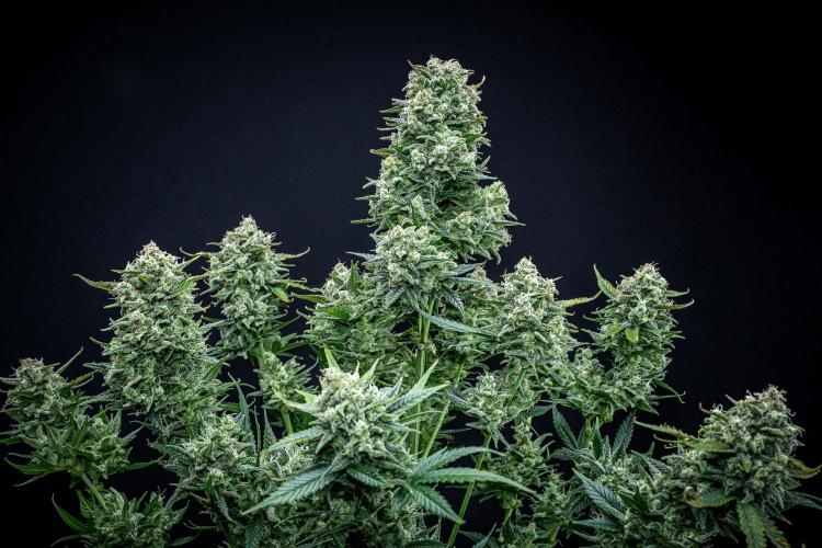 Sour Jealousy Auto Fast buds. Week 11 - Day 76