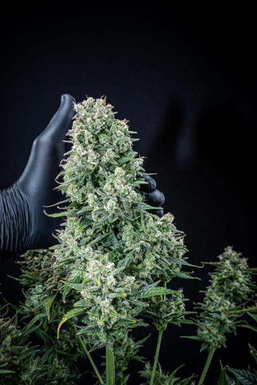 Sour Jealousy Auto Fast buds. Week 11 - Day 76