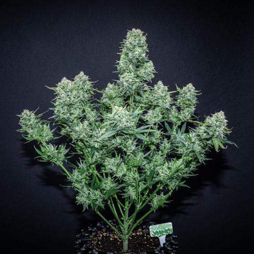 Sour Jealousy Auto Fast buds. Week 11 - Day 76