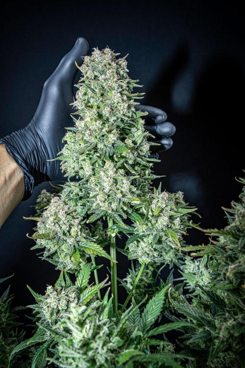 Sour Jealousy Auto Fast buds. Week 11 - Day 76