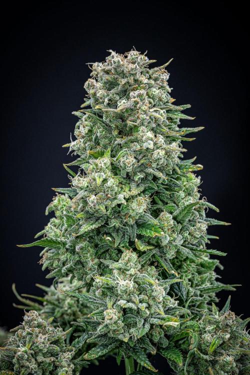 Sour Jealousy Auto Fast buds. Week 11 - Day 76