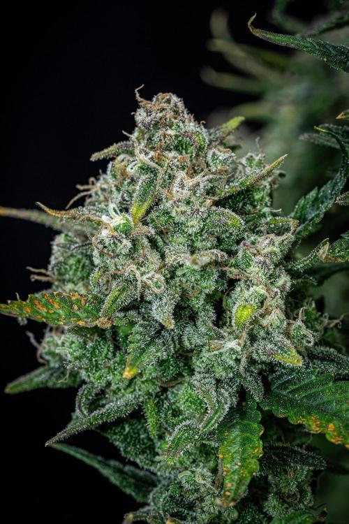 Sour Jealousy Auto Fast buds. Week 11 - Day 76