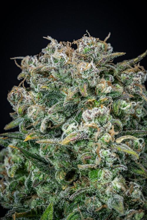 Sour Jealousy Auto Fast buds. Week 11 - Day 76