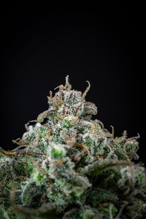 Sour Jealousy Auto Fast buds. Week 11 - Day 76