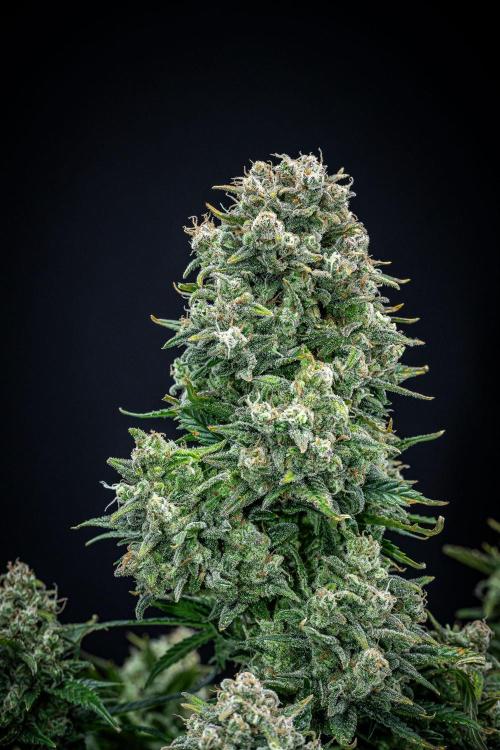 Sour Jealousy Auto Fast buds. Week 11 - Day 76