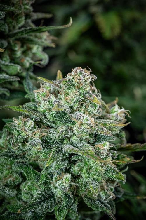 Sour Jealousy Auto Fast buds. Week 11 - Day 76