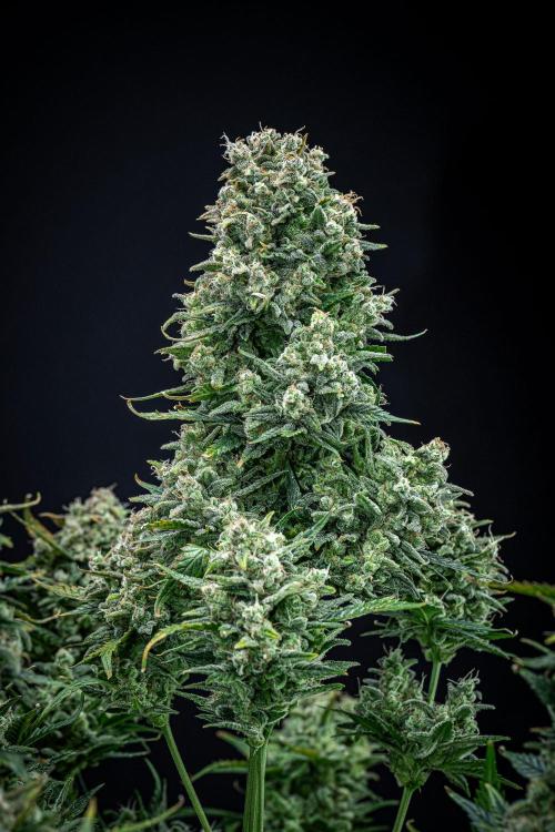 Sour Jealousy Auto Fast buds. Week 11 - Day 76