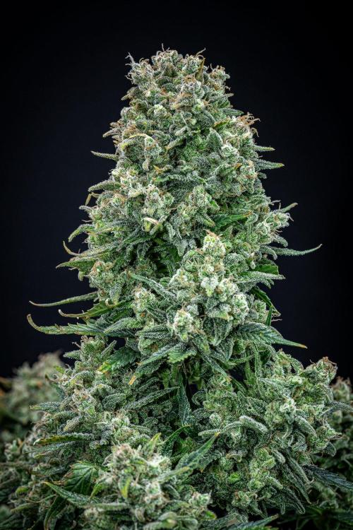 Sour Jealousy Auto Fast buds. Week 11 - Day 76