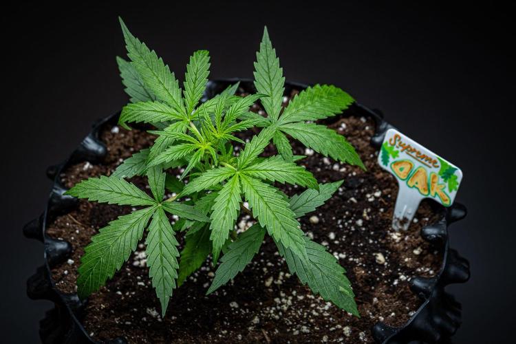 Sensi Supreme Oak Automatic Sensi Seeds. Week 3 - Day 17