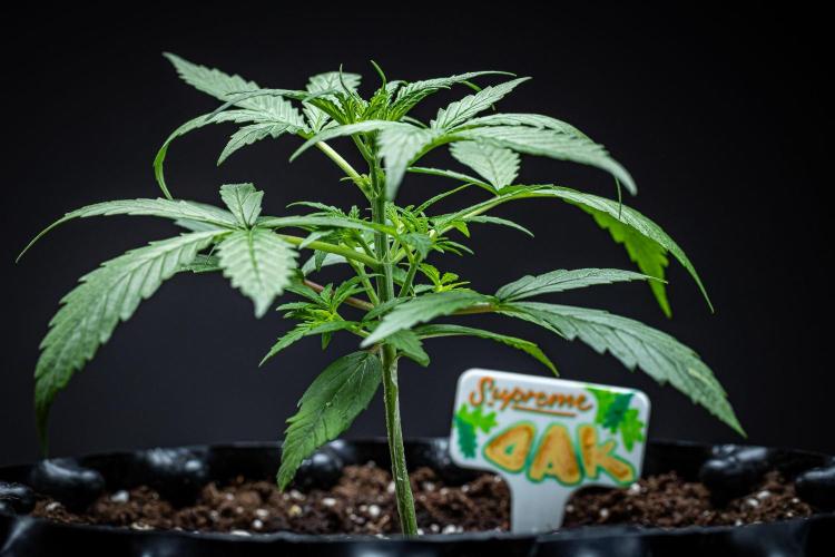 Sensi Supreme Oak Automatic Sensi Seeds. Week 3 - Day 17