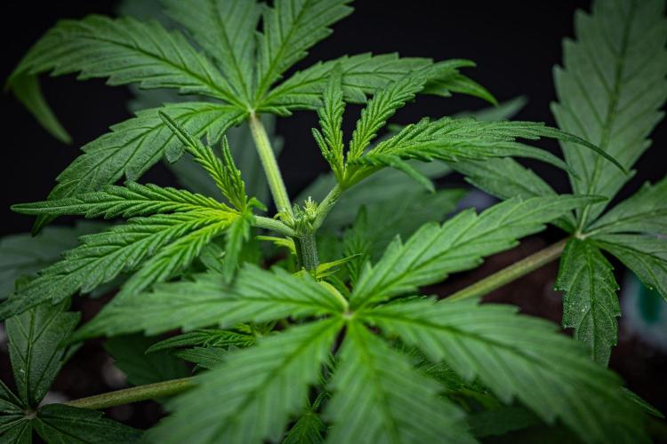 Sensi Supreme Oak Automatic Sensi Seeds. Week 3 - Day 17