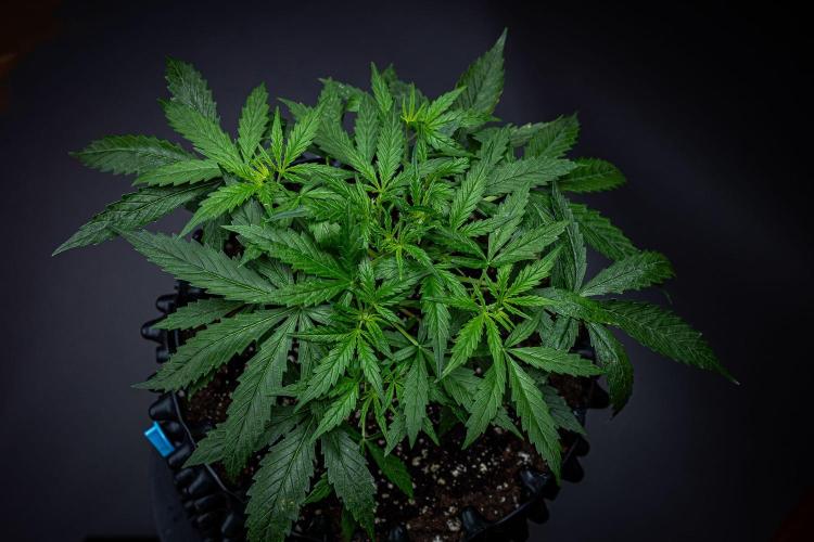 Sensi Supreme Oak Automatic Sensi Seeds. Week 3 - Day 21