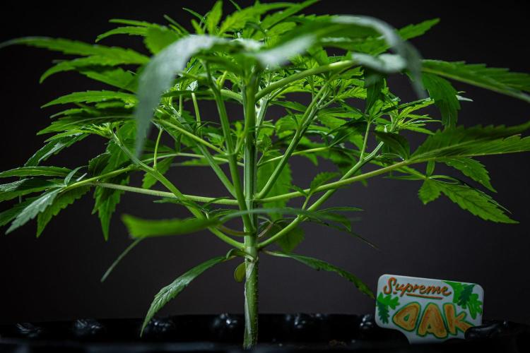 Sensi Supreme Oak Automatic Sensi Seeds. Week 3 - Day 21