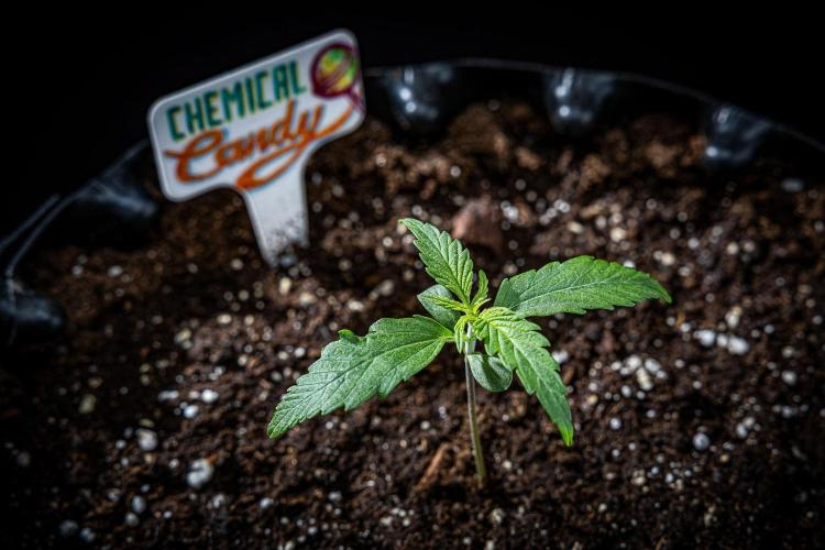 Chemical Candy Green House Seeds. Week 2 - Day 11