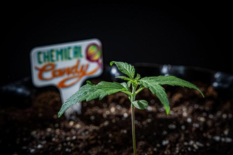 Chemical Candy Green House Seeds. Week 2 - Day 11