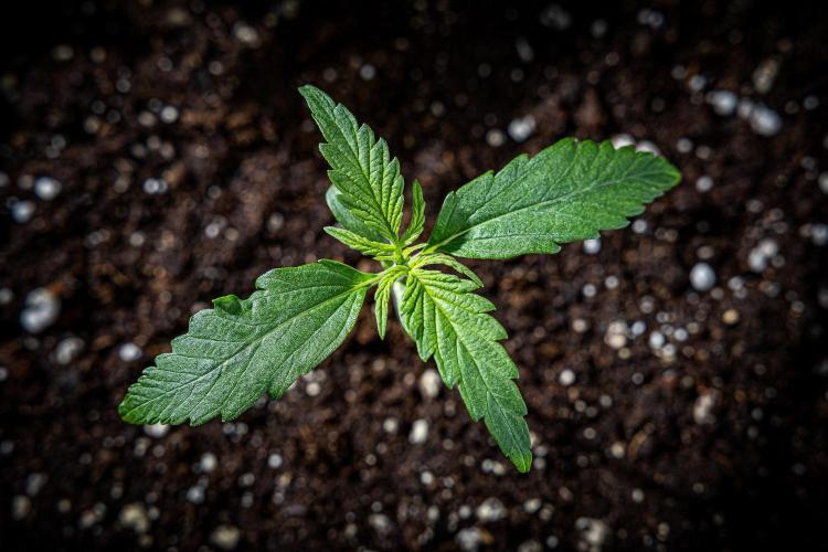 Chemical Candy Green House Seeds. Week 2 - Day 11