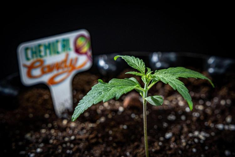 Chemical Candy Green House Seeds. Week 2 - Day 11