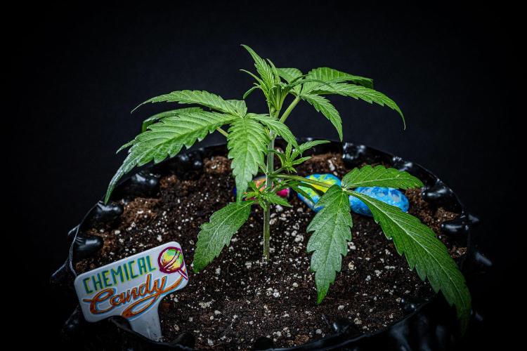 Chemical Candy Green House Seeds. Week 3 - Day 19