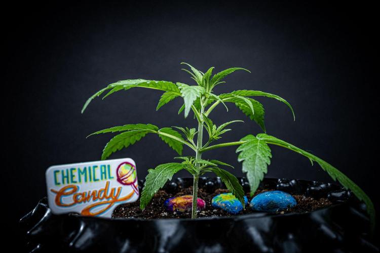 Chemical Candy Green House Seeds. Week 3 - Day 19