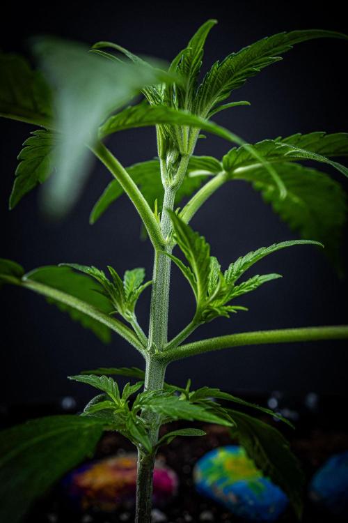 Chemical Candy Green House Seeds. Week 3 - Day 19