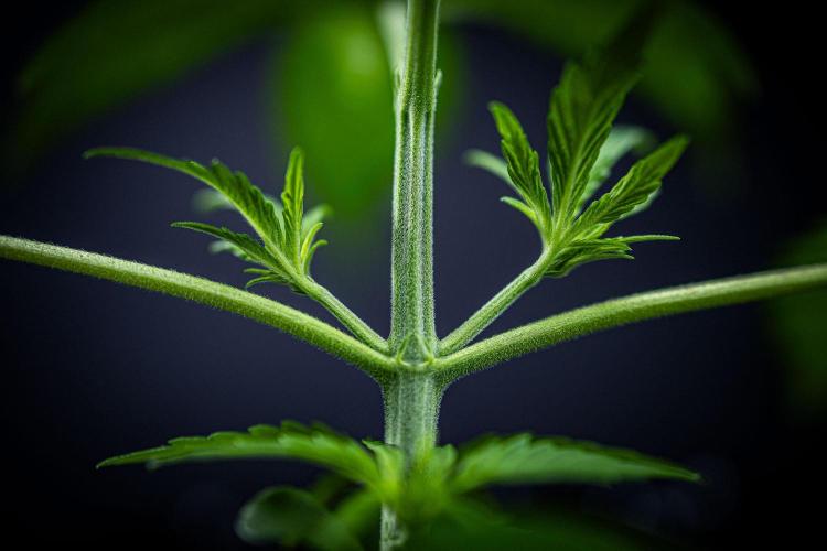 Chemical Candy Green House Seeds. Week 3 - Day 19