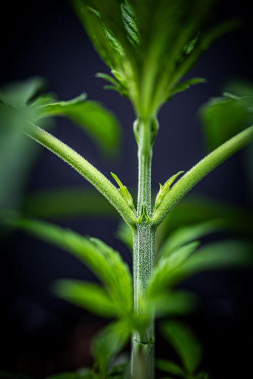 Chemical Candy Green House Seeds. Week 3 - Day 19