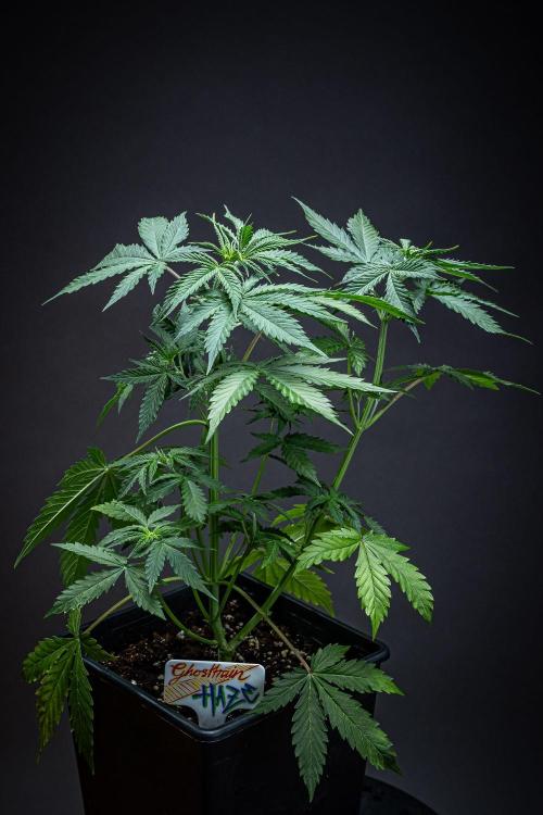 Ghost Train Haze Autoflower Zamnesia. Week 5 - Day 35