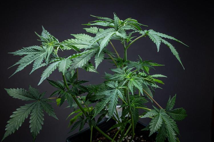 Ghost Train Haze Autoflower Zamnesia. Week 5 - Day 35