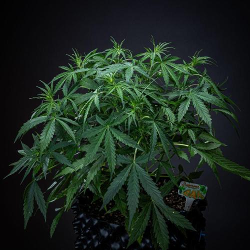 Sensi Supreme Oak Automatic Sensi Seeds. Week 4 - Day 29