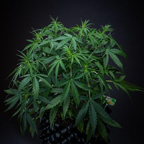 Sensi Supreme Oak Automatic Sensi Seeds. Week 4 - Day 29