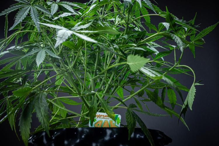 Sensi Supreme Oak Automatic Sensi Seeds. Week 4 - Day 29