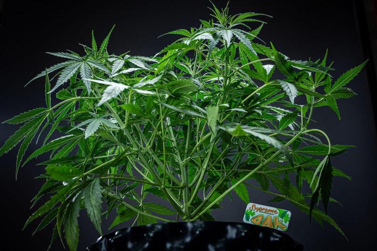 Sensi Supreme Oak Automatic Sensi Seeds. Week 4 - Day 29