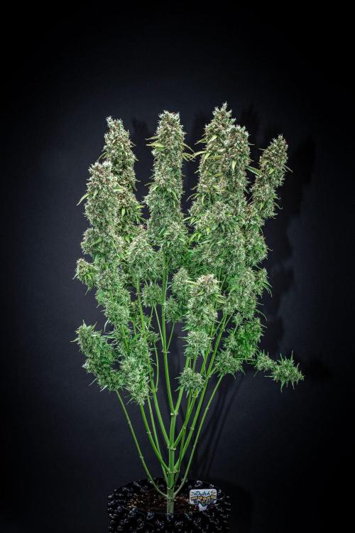 Dutch Treat Auto Zamnesia Seeds. Week 15 - Day 99