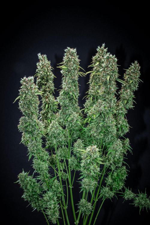 Dutch Treat Auto Zamnesia Seeds. Week 15 - Day 99